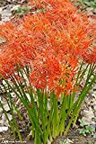 5 pezzi Orange Spider Lily Lycoris Radiata Bulbi Bellissimi fiori Colore brillante Lampadina fresca Efficiente piantagione all'aperto nel giardino