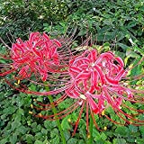 5 pezzi rosa ragno giglio lycoris radiata lampadine bellissimi fiori colore brillante lampadina fresca efficiente piantagione all'aperto nel giardino
