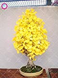 5 pezzi semi cimelio organici Ginkgo Biloba Gingko albero di maidenhair Noci Bonsai ottenuta da sementi Vaso da fiori per ...