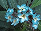 5 Rare Blu Bianco Plumeria Semi piante da fiore Lei hawaiano giardino profumato