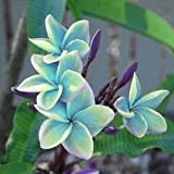 5 Rare blu Plumeria Semi piante da fiore Lei hawaiano giardino profumato