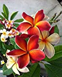 5 Rare Dark Orange Plumeria Semi piante da fiore Lei hawaiano profumato giardino