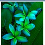 5 Rare verde blu Plumeria Semi piante da fiore Lei hawaiano giardino profumato