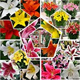 50 bulbi All Summer con gigli super collezione, almeno 20 varietà | mix di bulbi di fiori duri e stagni ...
