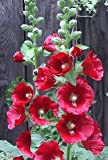 50 colori misti Semi Hollyhock Country ROMANCE MIX Alcea Rosea Flower
