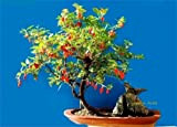 50 Graines BIO Goji Lycium barbarum Goji-Berry Organic Chinese Wolfberry seeds