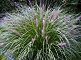50+ Graines Pennisetum Alopecuroides, Chinese Fountain Grass seeds
