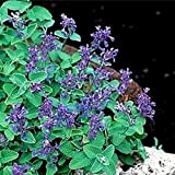 50 Nepeta Cataria Seeds Elevato tasso di germinazione Facile da coltivare Facile da gestire Catnip CatNint Garden Herb Plant Bonsai, ...