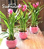 50 pc rari semi Rhizoma Curcuma Fiore curcuma Seed condimento alimentare antibiosi Indoor piante in vaso bonsai sano Garden 11