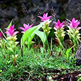 50 pc rari semi Rhizoma Curcuma Fiore curcuma Seed condimento alimentare antibiosi Indoor piante in vaso bonsai sano Garden 4