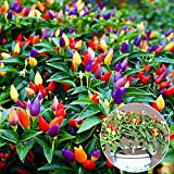 50 pezzi di peperoncino multicolore sani semi di peperoncino pianta fiore casa giardino ornamento multicolore per donne, uomini, bambini, principianti, ...