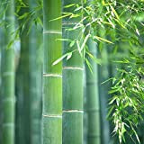 50 Pezzi Di Semi Di Bambù Decorazione Sempreverde Crea Un Paesaggio Artistico Unico Ampia Gamma Di Usi Adatto A Chiunque ...