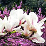 50 pezzi semi di magnolia piantati nel cortile del giardino fiori nobili ed eleganti creano un paesaggio artistico unico amato ...