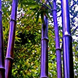 50 Pezzi/Semi pacchetto rari Purple Bamboo Semi Lucky Bamboo Giardino Piante Semi di decorazione del giardino bonsai fiore rosso