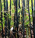 50 Rare Black Bamboo Semi sulla pianta da giardino Clumping ombreggiatura schermo Esotico