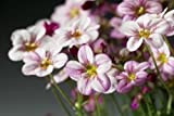 50 Seeds - Semi tappeto di fiori Saxifraga Highlander Rose Shades primavera Semi