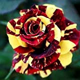 50 semi Abracadabra Rosa, colore raro, Osiria Rose fiore splendido. l'amante è aumentato di semi bonsai piantare le rose.