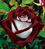 50 semi Abracadabra Rosa, colore raro, Osiria Rose splendido fiore. l'amante è aumentato di semi bonsai piantare le rose.