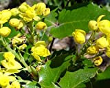 50 Semi d'uva Oregon agrifoglio, Mahonia aquifolium