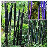 50 semi di bambù giganti rara Moso nero semi di bambù bambu pacchetto professionale semi Bambusa Lako albero per giardino ...