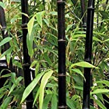 50 semi di bambù giganti rara Moso nero semi di bambù bambu pacchetto professionale semi Bambusa Lako albero per la ...