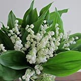 50 Semi di Convallaria majalis - Mughetto. Gentle puro campana bianco come fiori ondeggianti sulla grazia arcuato steli!