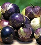 50 Semi di Purple Tomatillo Physalis Ixocarpa