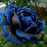 50 semi di rosa blu e nero alto tasso di germinazione facile da crescere Facile da maneggiare Giardino domestico Decorazioni ...