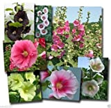 50 semi - Hollyhock Seeds - Indian Spring Mix - Alcea rosea