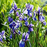 50 Semi, Iris Fiore Fioritura Primavera, Blu, Perenne Fiore Giardinaggio