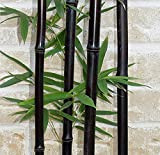 50 semi/sacchetto rari SEMI bambù nero - Phyllostachys Nigra Dendrocalamus Asper Betung Hitam - Nero culmed bambù grezzo - semi
