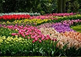 50 X Tulipani & Giacinti Misti - Tulipa & Hyacinthus Mix - Bulbi Alta Qualità (50)