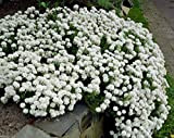 500 semi candytuft Seeds - Iberis sempervirens 'Snowflake' Hardy perenne Ground Cover