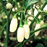 500 semi di White Habanero - Peperoncini