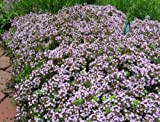 500 semi selvaggio Timo serpillo WALK ON ME Thymus serpyllum Herb Flower CombSH