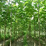 500 semi semi Paulownia nuovi impianti albero della foresta balcone per giardino di casa, in rapida crescita degli alberi
