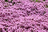 500 semi Timo serpillo WALK ON ME Thymus serpyllum Herb Flower CombSH