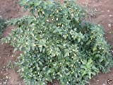 (500) White Habanero Pepper Seeds