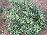 (500) White Habanero Pepper Seeds