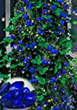 500pcs Blu Arrampicata Fragola semi di albero semi, molto deliziosi semi di frutta per la casa e giardino semi bonsai, ...