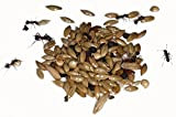 50g Type I Seed Mix for Granivorous queens ants and ants colony