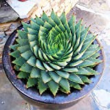 50pcs Aloe Vera Seeds Seeds Piantatura Kit Casa Giardino Giardino ufficio Bonsai Pot Crescente Le piantine di erbe succulenti Semi ...