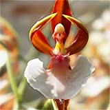50pcs Orchid Seed semi di fiore raro giardino domestiche Phalaenopsis Buy-diretta-da-china Colori piante in vaso Orquidea Semente misti