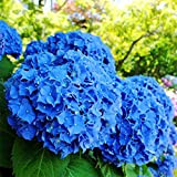 50Pcs Semi Di Ortensia Blu Giardino Giardino Pianta Bonsai Semi Rari In Vaso Blu