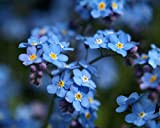 50pz blu non ti scordar di me semi adatti all'aperto piante in vaso attirano le api farfalle costruiscono un giardino ...