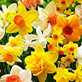 50x Bulbi fiori Narcisi Mix Narciso bulbi Fiori da giardino Bulbo fiore Narciso Pianta fiorita