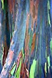 55 semi di eucalipto deglupta, Arcobaleno-Tree, Arcobaleno-Gum, semi vitali Rare