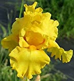 5pz bulbi di iris giallo raro cimelio che sboccia bellissimi fiori usati per decorare balconi bonsai che danno alle persone ...