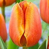 5x Bulbi Tulipani Fiori da Giardino Tulipani Bulbi Fiori Primaverili Bulbo Fiore Tulipano Orange