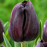 5x Bulbi Tulipani Neri Bulbo Tulipano Fiore da Giardino Tulipani Bulbi Fiori Primaverili Tulipano Black
